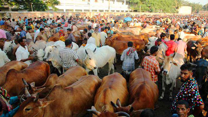 পশুর দাম পরিশোধ করা যাবে মোবাইলে:  স্মার্ট হাট