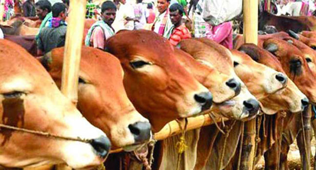 একটি কোরবানি একটি পরিবারে ?