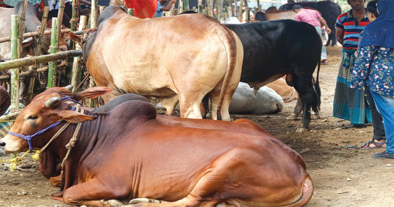 ভরছে হাট দেশি গরুতে 