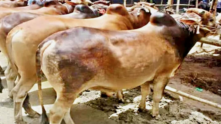 ১ কোটি ৪১ হাজার পশু কুরবানি এবার দেশে 