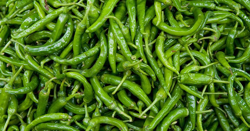 কাঁচা মরিচের দাম আবারও বেড়েছে 