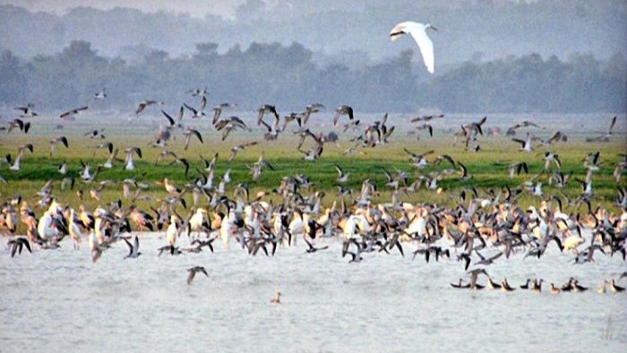হাকালুকি হাওরে নিরাপত্তাহীন পরিযায়ী পাখিরা; হুমকিতে জীববৈচিত্র্যে 