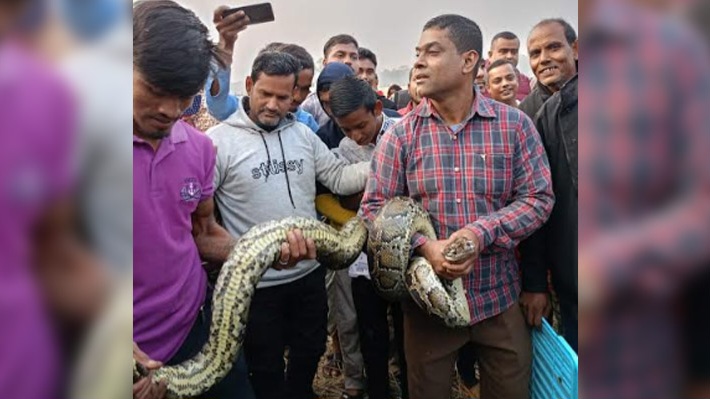 শ্রীমঙ্গলে পরিত্যক্ত গাছে বিশালাকৃতির অজগর