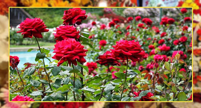 শত কোটি টাকার ফুল বিক্রির লক্ষ্য তিন দিবস ঘিরে 