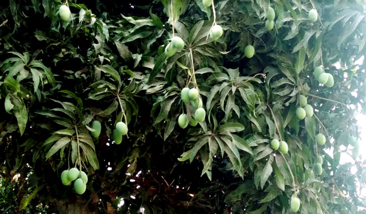 আম দুলছে , ফলনও ভাল দিনাজপুরে গাছে গাছে 