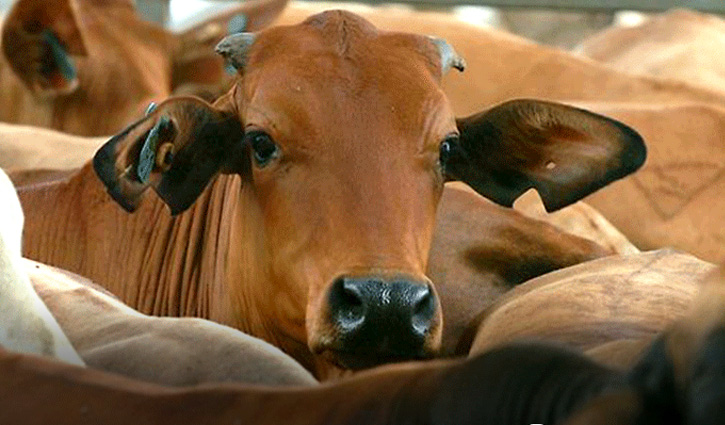 কোরবানির ফজিলত ও শরিকের বিধান 