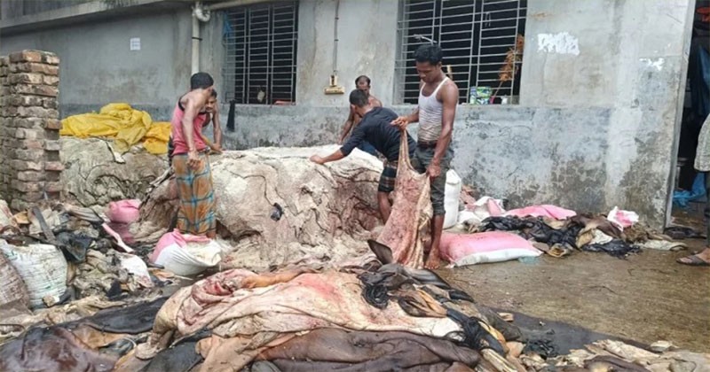 সাড়ে ৬ লাখের বেশি কোরবানির পশুর চামড়া ট্যানারিতে ঢুকেছে