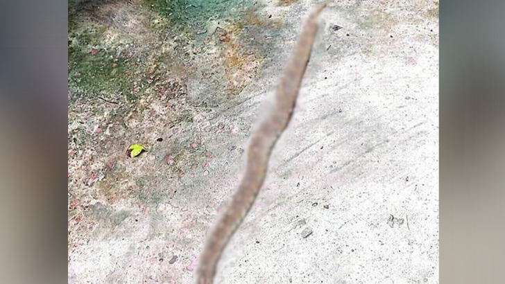 রাসেল ভাইপার থানায় চলে এল , অতঃপর পুলিশের কাণ্ড