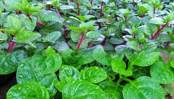 পুঁইশাক ত্বকের সৌন্দর্য বাড়ায় 
