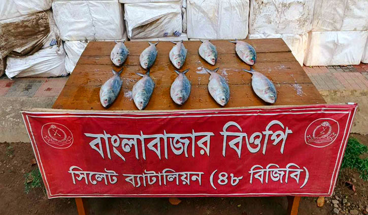 ইলিশ জব্দ ভারতে পাচারকালে ৮৮৫ কেজি 