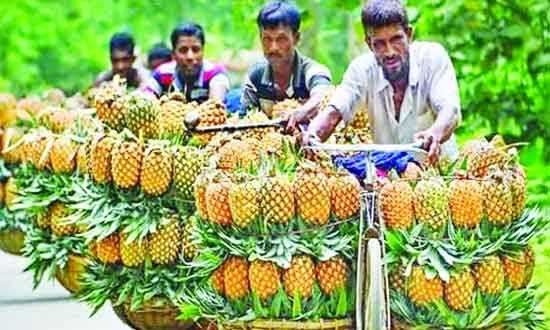 মধুপুরের ঐতিহ্যবাহী আনারস জিআই পণ্যের স্বীকৃতি পেল।