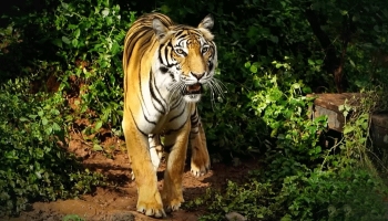 সুন্দরবনে বাঘের সংখ্যা বেড়েছে। 