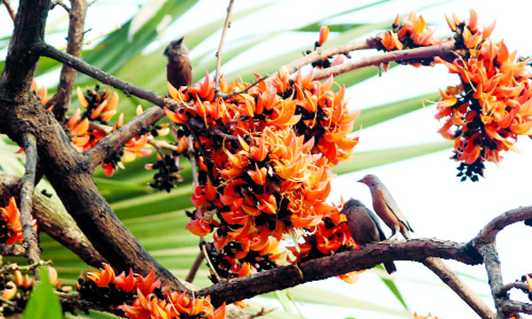 প্রথম দিন আজ ঋতুরাজ বসন্তের 