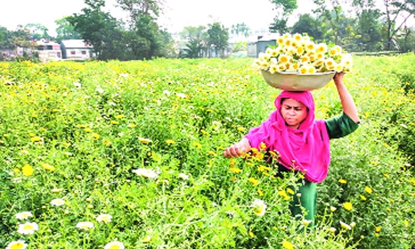 মুখ মলিন ফুল চাষিদের 