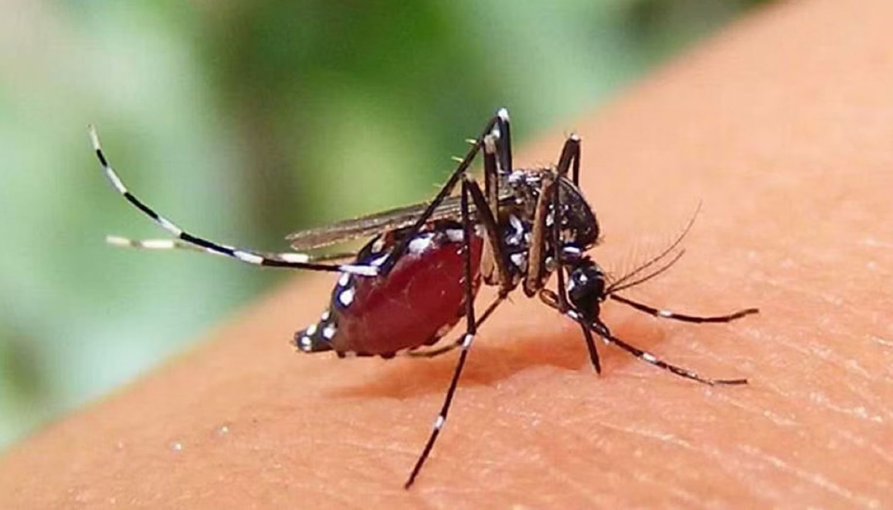হাসপাতালে ৩৫৪ রোগী,গত ২৪ ঘণ্টায় ডেঙ্গুতে ৩ মৃত্যু
