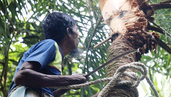 বর্তমান প্রজন্ম খেজুর গাছের রসের স্বাদ ভুলতে বসছে 