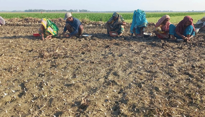 বিনা চাষে রসুন উৎপাদন চলছে  চলনবিলে  ,ছাড়িয়েছে লক্ষমাত্রা 