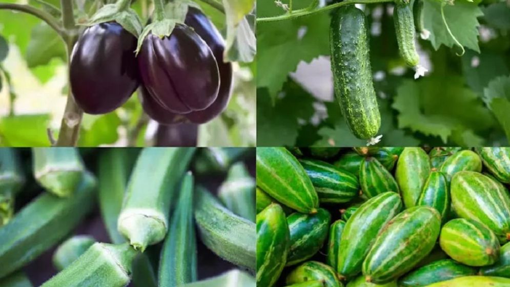 যেসব সবজি গরমে আরাম দেবে 