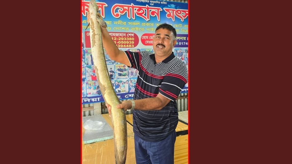 বাঙ্গস মাছের দাম ৫৭০০ টাকা পদ্মার বিরল প্রজাতির 