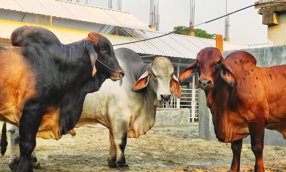 সাদিক অ্যাগ্রোর ‘উচ্চ বংশীয়’ গরু বিক্রি হলো কেজি দরে