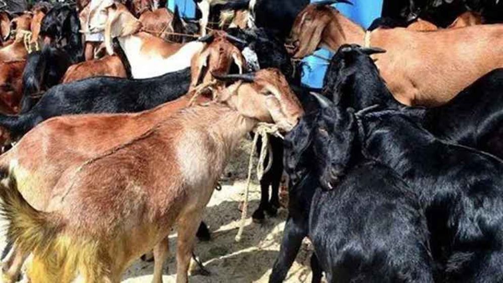 যে সাজা পেলেন সুপারভাইজার ও মালিক,বাসের বাক্সে ৫৫ ছাগলের মৃত্যু 