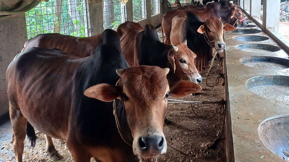  কুরবানির কার্যক্রমহবে ডিএসসিসির ৩৫৭ স্থানে 