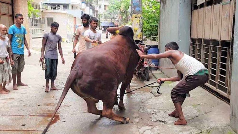 ঈদের দ্বিতীয় দিনেও পশু কুরবানি চলছে 