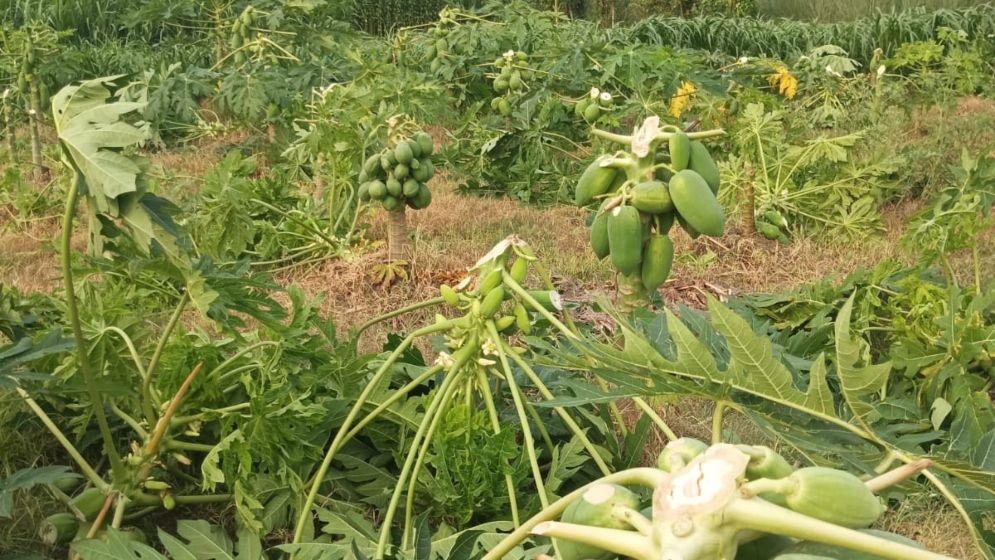 বিরোধ থাকতে পারে ‘মানুষের সঙ্গে , কিন্তু গাছের সঙ্গে শত্রুতা কেন?’